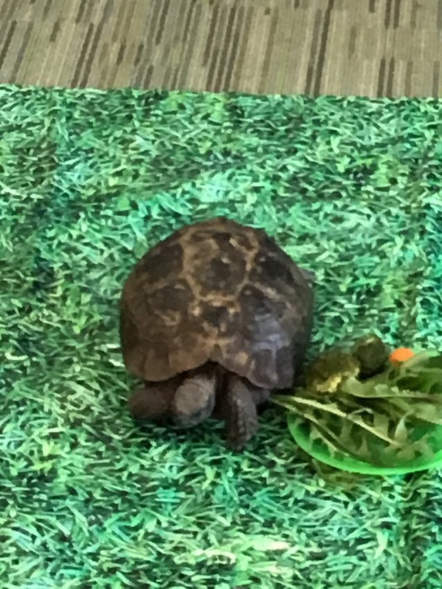Image of Billy The Tortoise Visits Reception